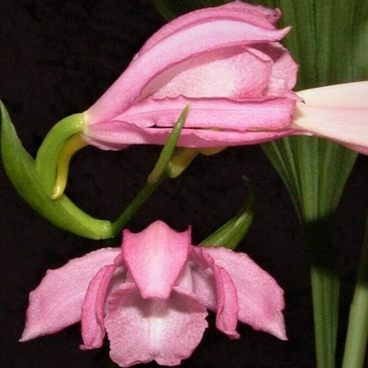 Phaius Mishmensis