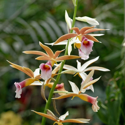 Phaius Wallichi