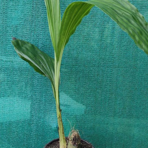 Phaius Wallichi