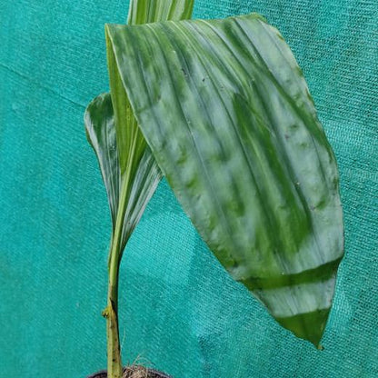 Phaius Wallichi