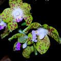 Phalaenopsis Hygrochila