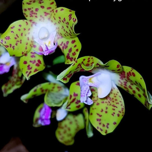 Phalaenopsis Hygrochila