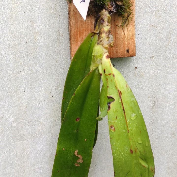 Phalaenopsis Hygrochila
