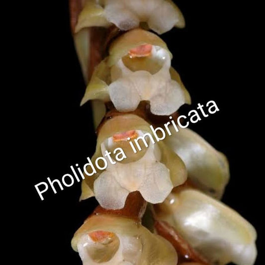Pholidota Imbricata