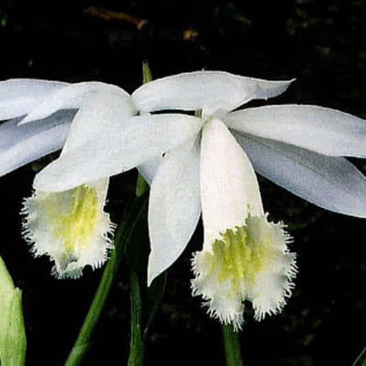 Pleione Formosa Alba