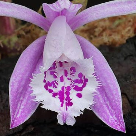 Pleione Formosana