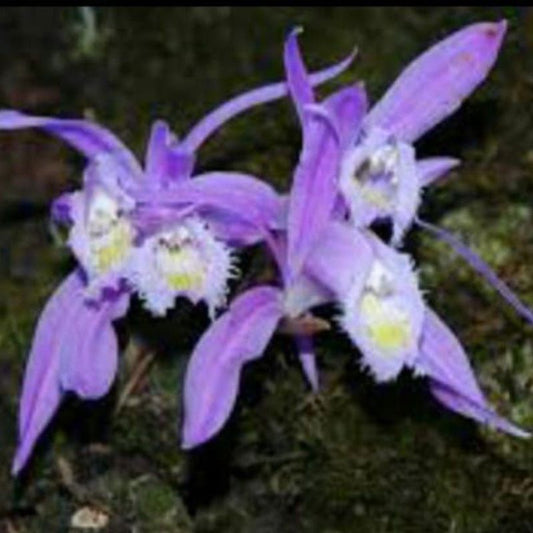 Pleione praecox