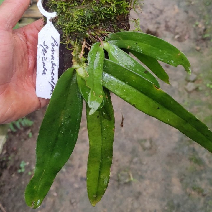 Pomatocalpa spicatum
