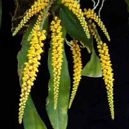 Pomatocalpa spicatum