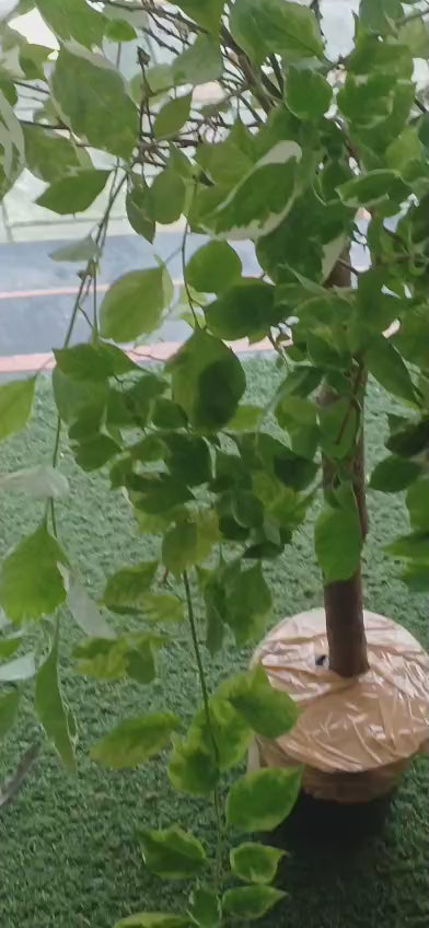 Bougainville bonsai multicolour real plant