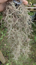 Tilandsia air plant (no need soil)