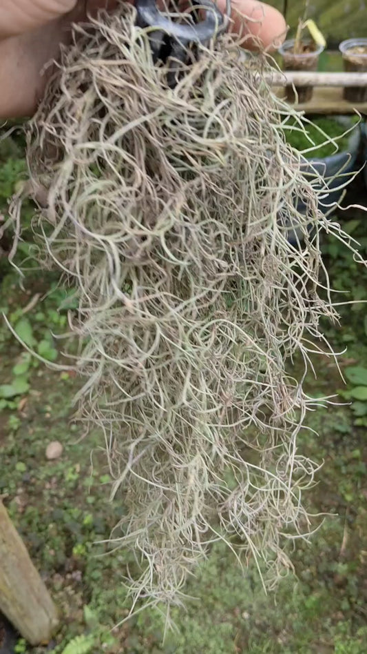 Tilandsia air plant (no need soil)