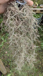 Tilandsia air plant (no need soil)