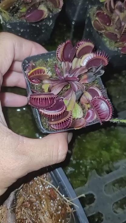 Red dragon Vinus fly trap plant