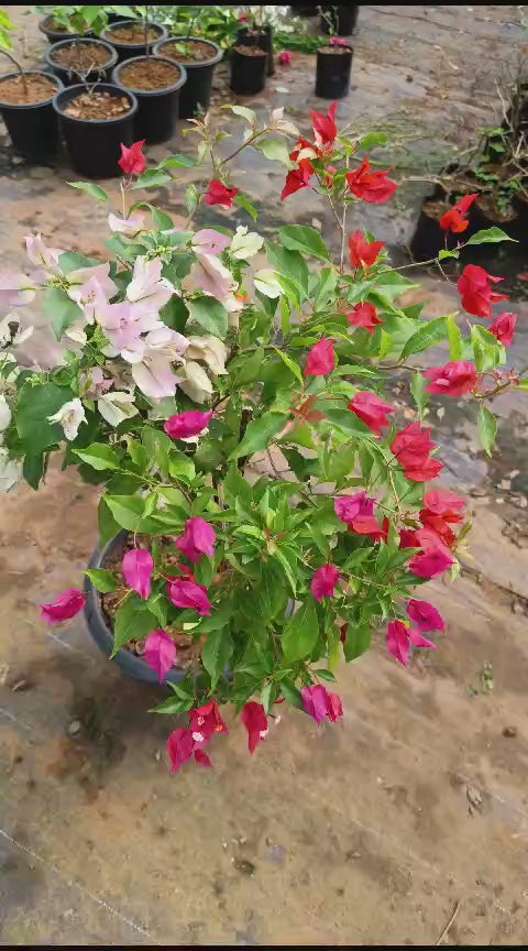 Grafted Bougainvillea Plant ( Multicolour flowers)