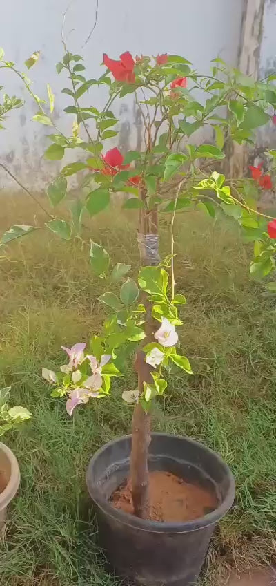 Bougainville bonsai multicolour real plant