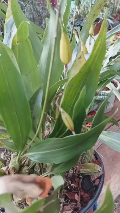 Coelogyne Nitida with seed pods