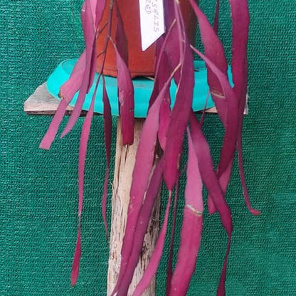 Pseudorhipsalis Ramulosa