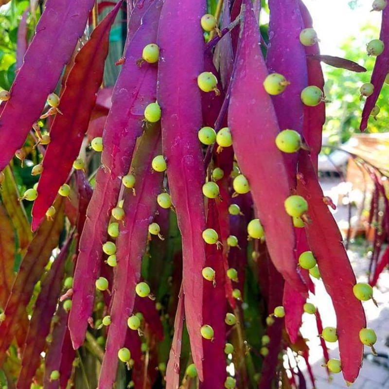 Pseudorhipsalis Ramulosa