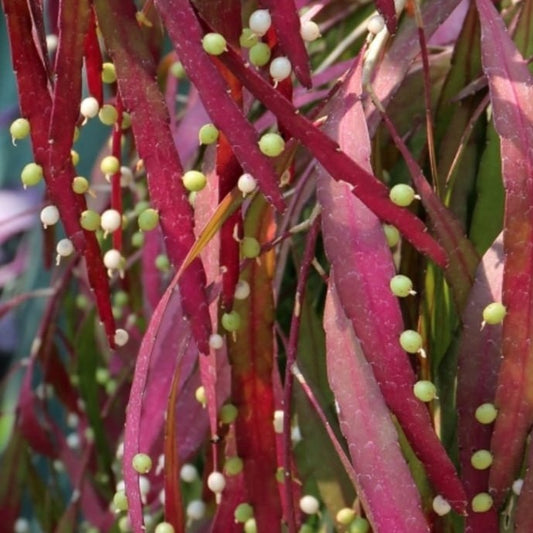 Pseudorhipsalis Ramulosa