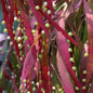 Pseudorhipsalis Ramulosa