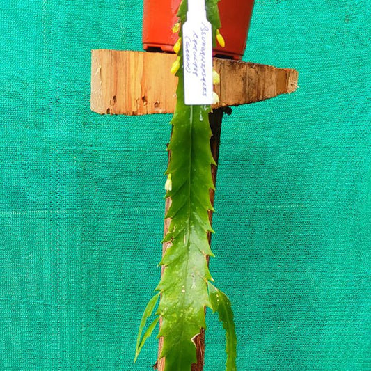 Pseudorhipsalis Ramulosa Green