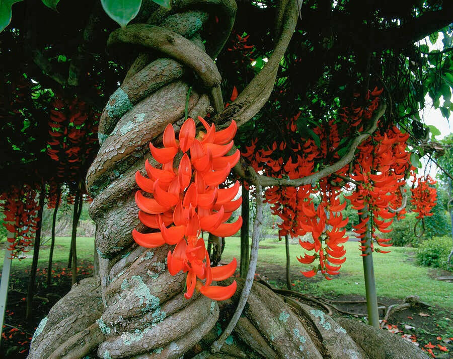 Red Jade Vine Plant | Strongylodon Macrobotrys | Rare Exotic Creeper   ASHIYANA STORE