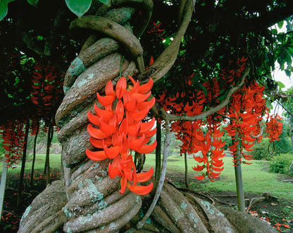 Red Jade Vine (Mucuna Bennettii) Layered Live Plant