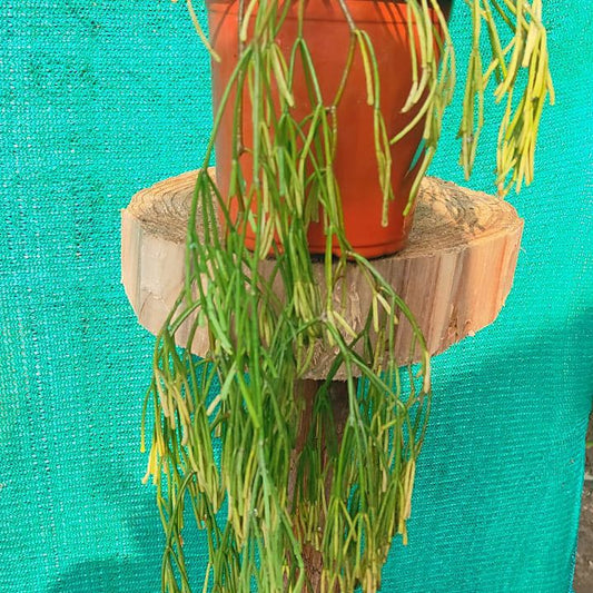 Rhipsalis Baccifera