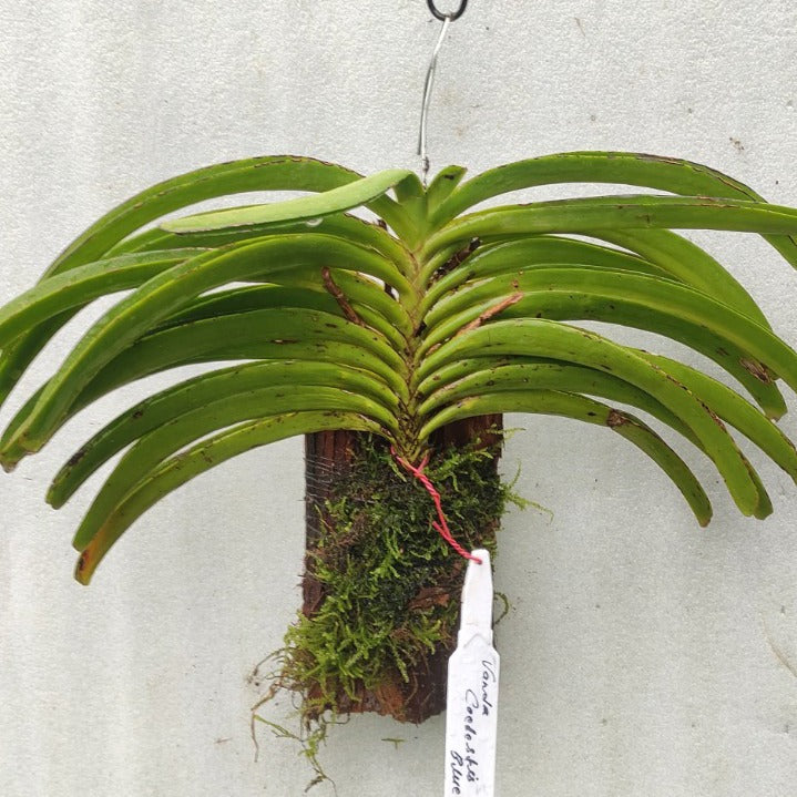 Rhynchostylis Coelestis Blue