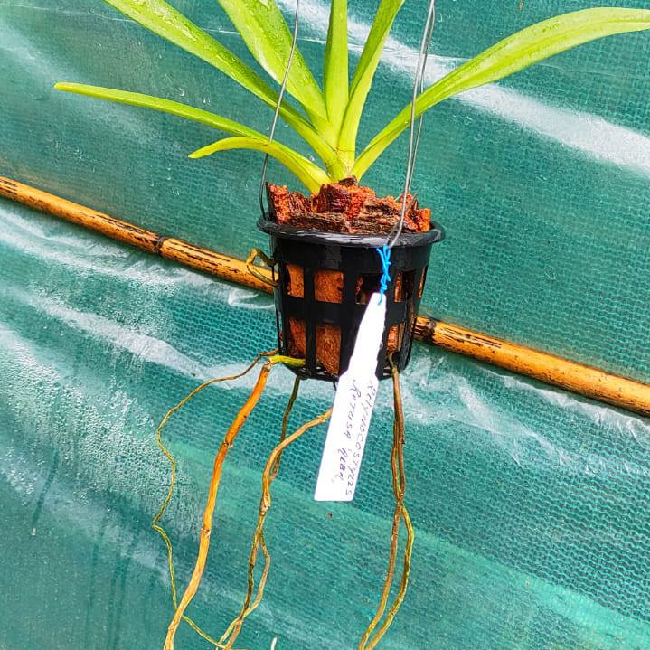 Rhynchostylis Retusa Alba