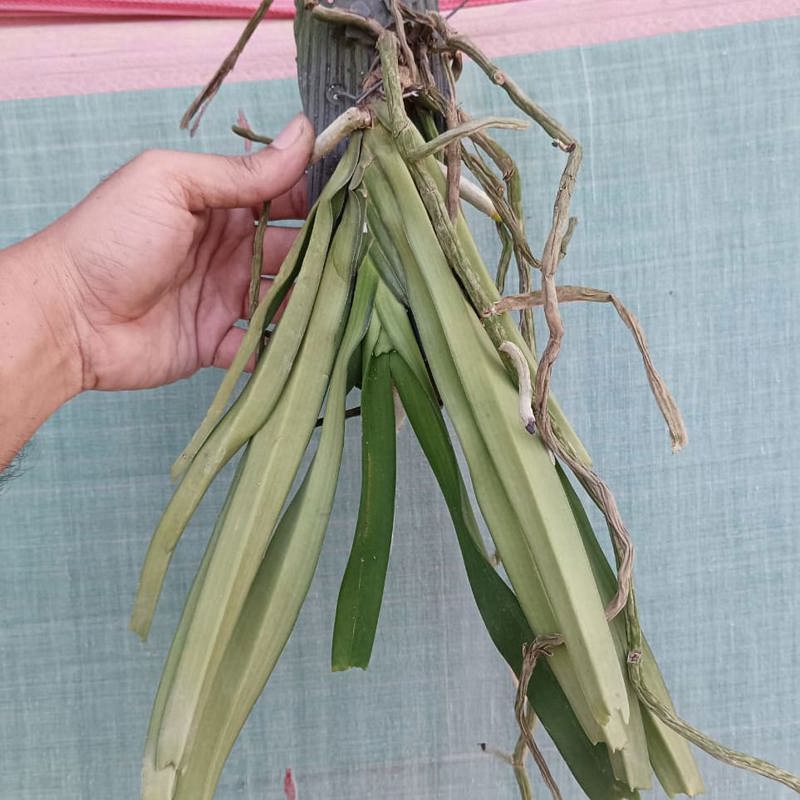 Rhynchostylis Retusa Alba