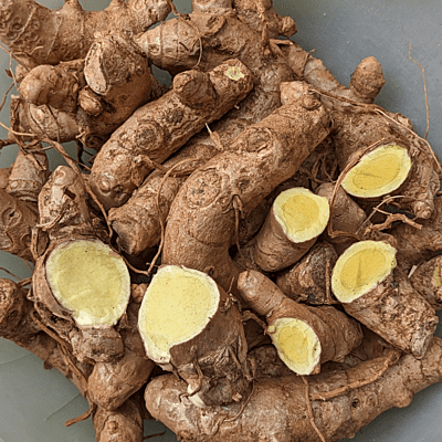 Kasturi Yellow Turmeric seeds