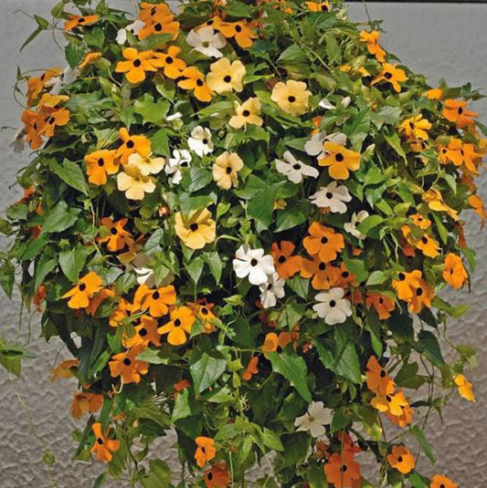 Thunbergia alata mixed winter Flower seeds