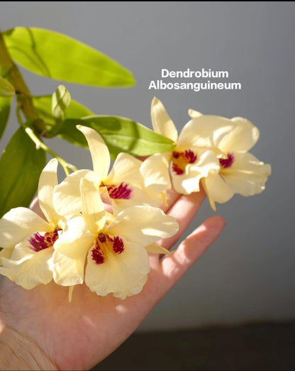 Dendrobium Albosanguineum