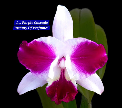 Cattleya 7 Orchid