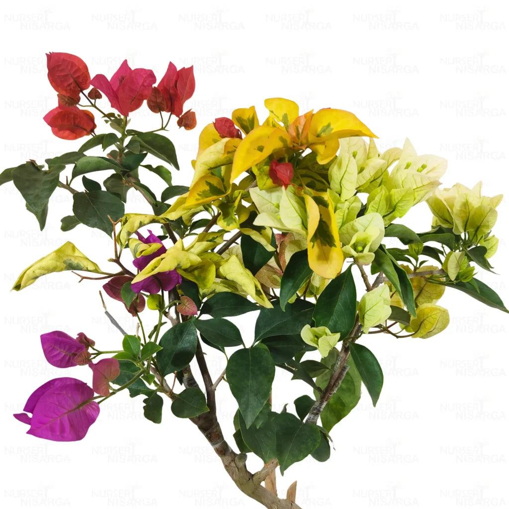 Grafted Bougainvillea Plant ( Multicolour flowers)