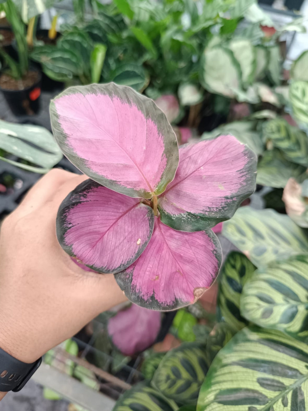 Calathea Roseopicta Crimson plant