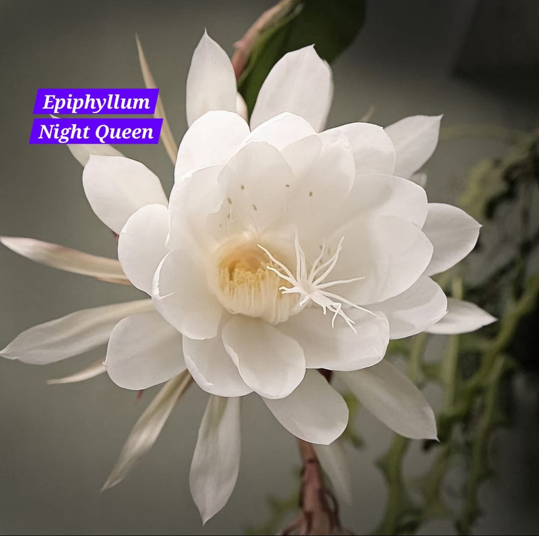 Bramha Kamal white (Epiphyllum Night queen)