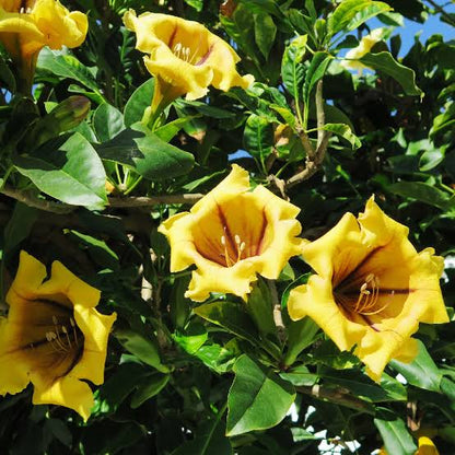 Solandra plant (shrub plant)