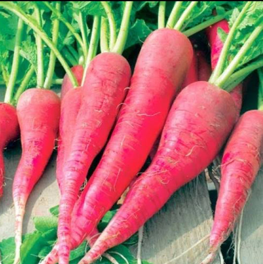 Radish Red long vegitable seeds