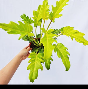 golden xanadu philodendron Philodendron