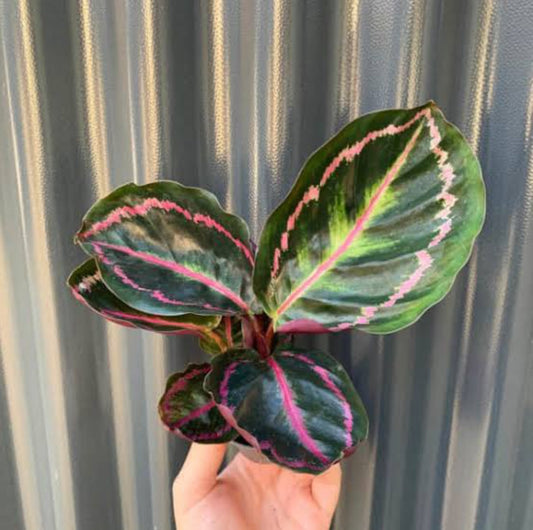 Calathea 1