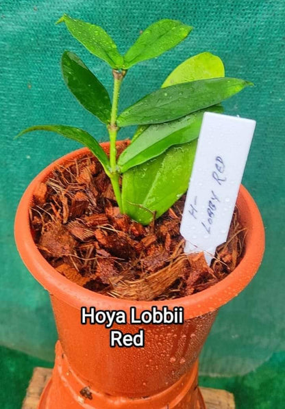 Hoya Lobbii red