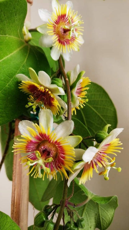 Passiflora Passion flower ( krishna kamal) "Rakhi bel" shop now ( best creeper flowering plants)