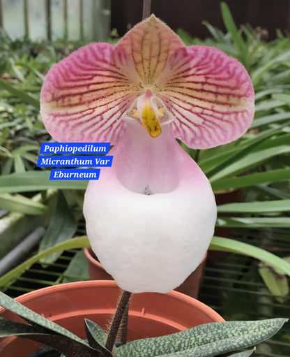 Paphiopedilum Micranthum Var Eburneum