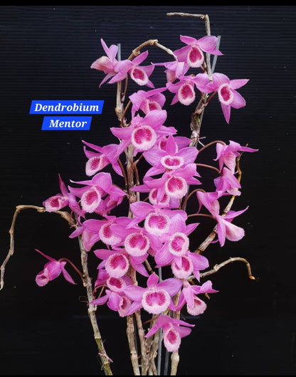 Dendrobium Mentor