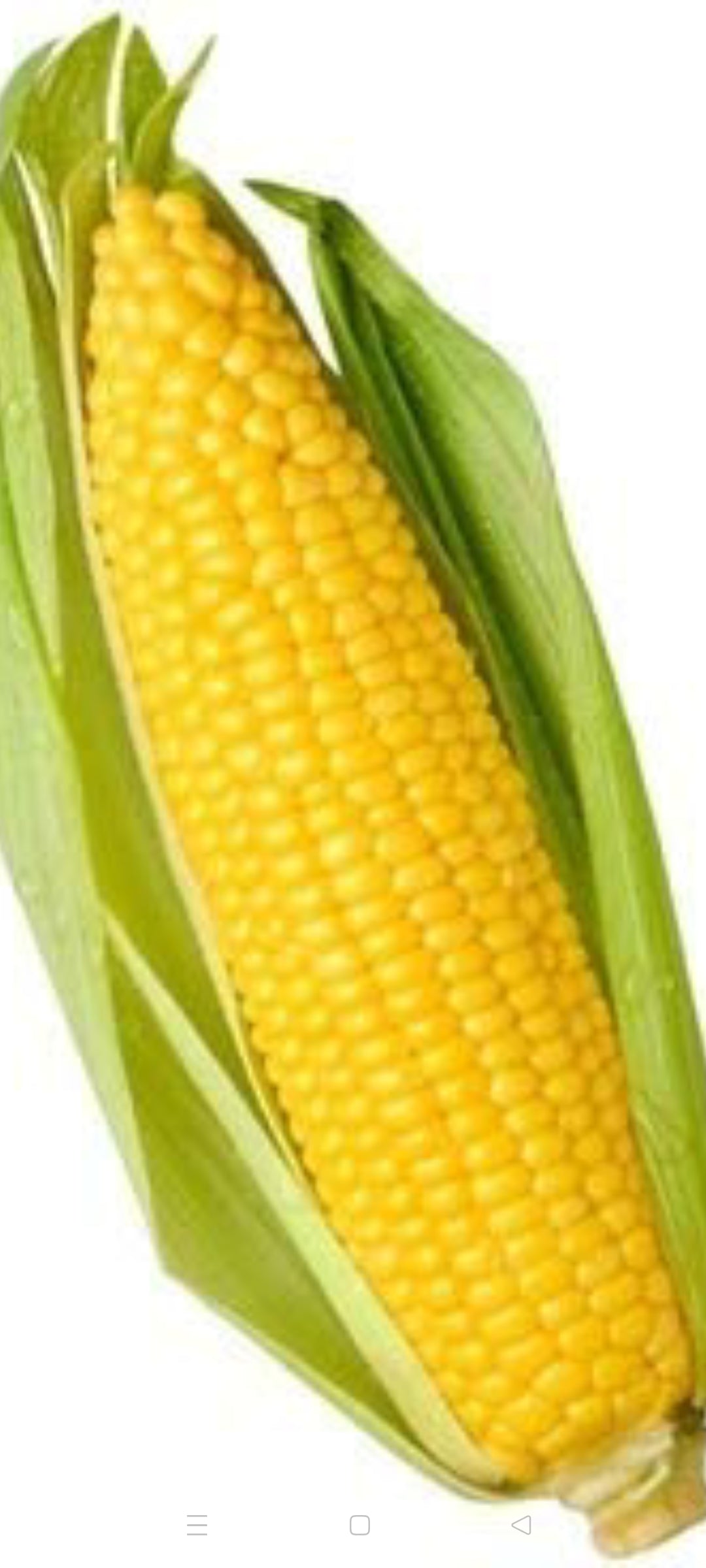 Sweet corn F1 vegitable seeds