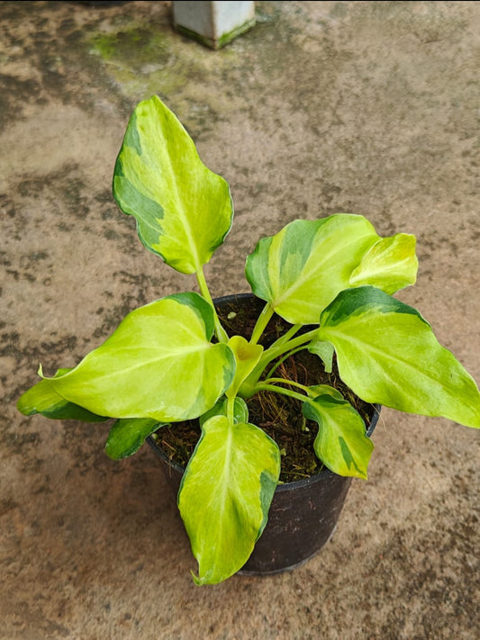 Golden Xanadu variegated - Indoor plants