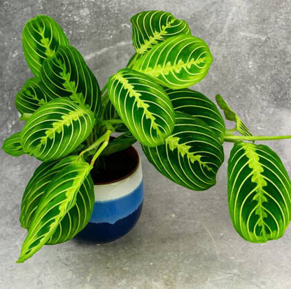 Maranta Lemon Lime Plant